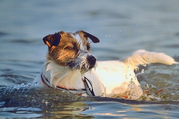 Dog bathing in the ocean