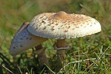 Riesenschirmlinge am Dörnberg mit Morgentau