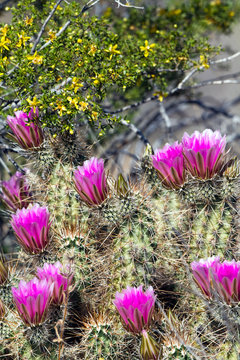 Hedgehog cactus with fuchsia flowers and Creosote with yellow flowers in Arizona