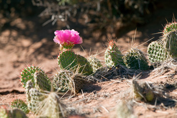 Delicate pink flower on a Prickly Pear cactus in Canyonlands National Park in Utah