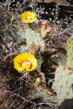 Beautiful yellow flowers and buds on Prickly Pear Cactus in Arizona's Sonoran Desert