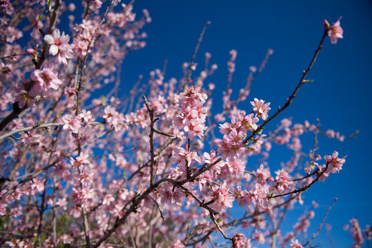 Madelbl&uuml;ten rosa