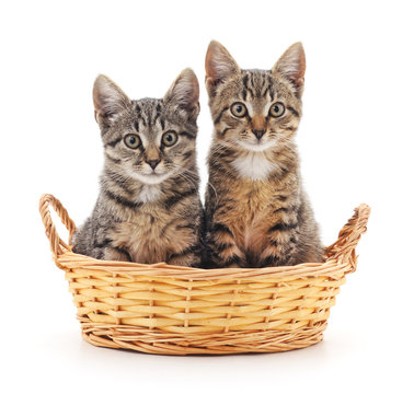 Kittens In A Basket.