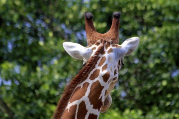 giraffe, miami zoo