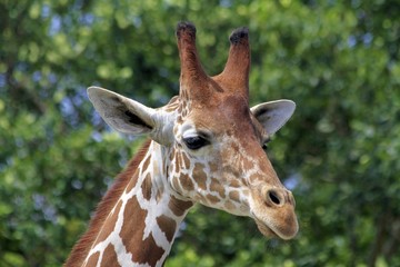 Giraffe at the Miami zoo