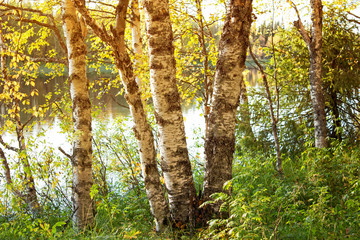 Birches at River Olanga. Republic of Karelia. Russia