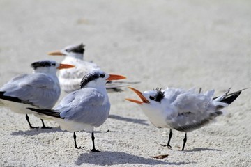 Royal terns discussing on the beach