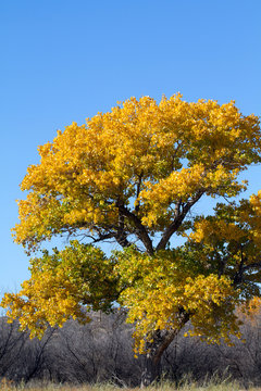Fremont Cottonwood in autumn color in Bosque del Apache National Wildlife Refuge