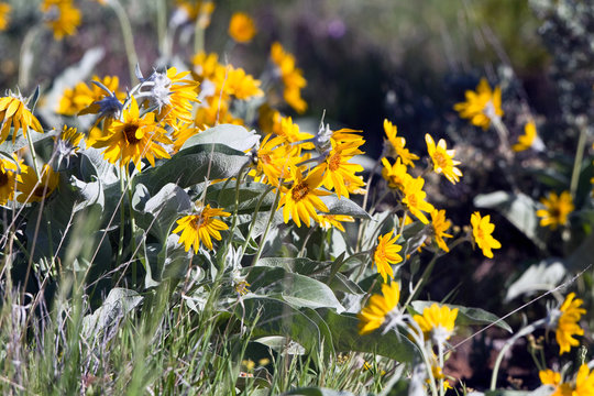 Dwarf sunflowers grow wild in Black Canyon of the Gunnison National Park in Colorado