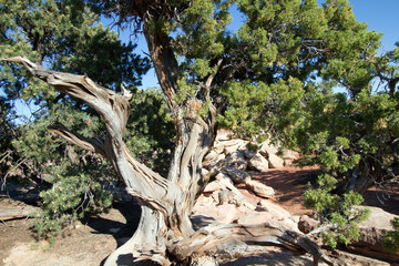 Fototapeta premium Utah Juniper in Canyonlands National Park in southern Utah