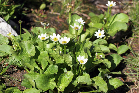 White Marsh Marigold In A Wetland High In The Colorado Rockies