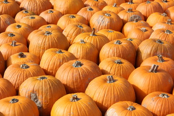 Pumpkins / Multicolored decorative pumpkins on autumn festival