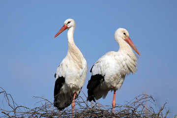 couple de cigognes