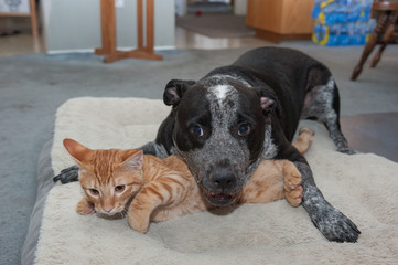 Tabby kitten feeling the weight of the playful big dog 
