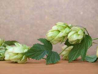 Hops plant