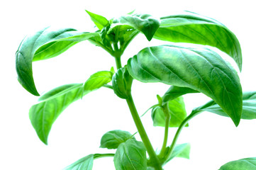 Obraz premium Frisches Basilikum