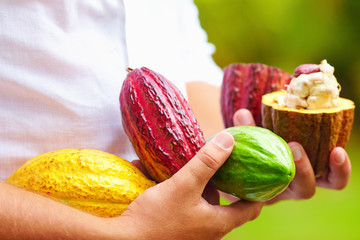 man holding the different sorts of colorful cocoa pods in hands