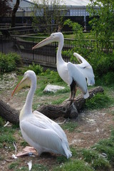 Two pink pelicans (Pelecanus onocrotalus) at the zoo.
