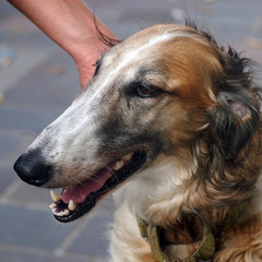 Fototapeta premium Portait of a female Borzoi dog standing in a street