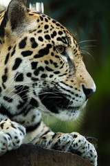 Jaguar closeup