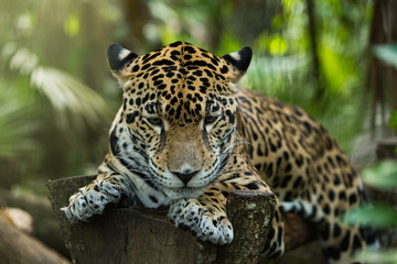 Fototapeta na wymiar Jaguar closeup