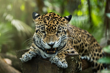 Jaguar closeup