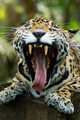 Jaguar closeup showing its teeth