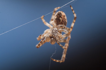 Une araignée tisse sa toile