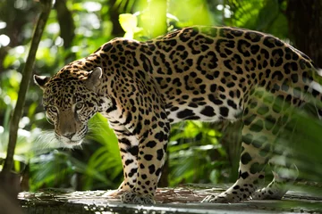 Fensteraufkleber Panther Jaguar-Nahaufnahme