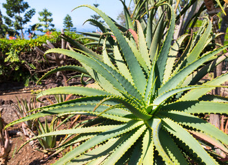  Aloe in the garden