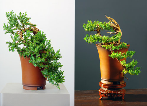 two views on juniper bonsai before and after styling