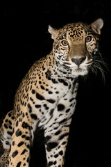 Fototapeta na wymiar Jaguar closeup