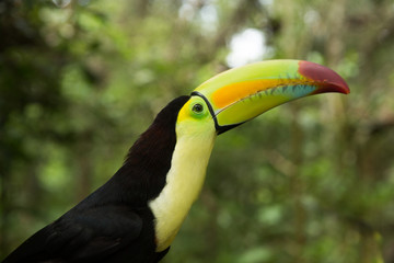 Toucan portrait closeup