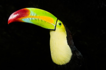 Toucan portrait closeup © jamenpercy