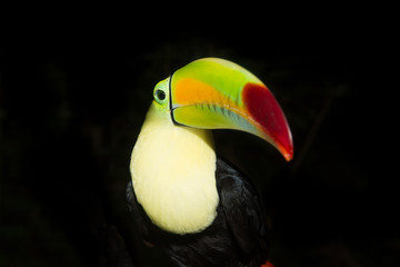 Toucan portrait closeup