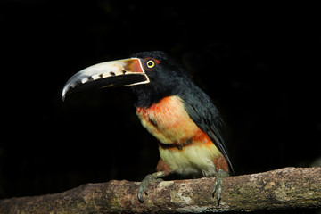 Toucan portrait closeup