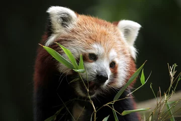 Crédence de cuisine en verre imprimé Panda Panda roux (Ailurus fulgens).