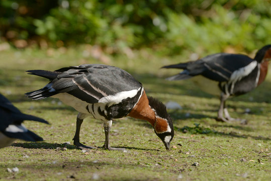 Red-breasted Goose, Branta ruficollis