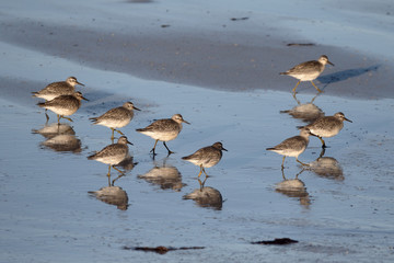 Knot, Calidris canutus