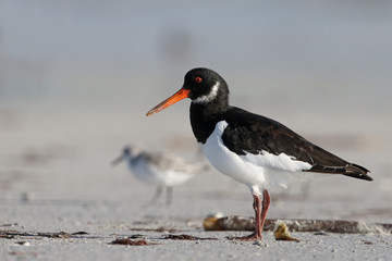Oystercatcher, Haematopus ostralegus