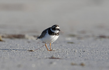 Ringed plover, Charadrius hiaticula