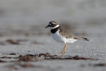 Ringed plover, Charadrius hiaticula