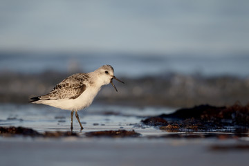 Sanderling, Calidris alba