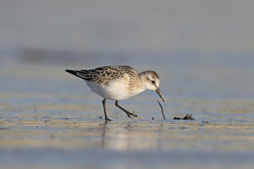 Sanderling, Calidris alba