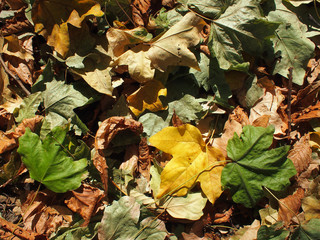 Top view of the green, yellow and brown maple fallen leaves