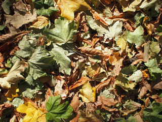 Background of green, yellow and brown maple fallen leaves