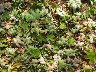 Top view of the green fallen maple leaves closeup
