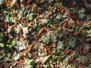 Top view of the green and brown fallen leaves of maple and chest