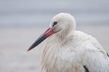 Close-up portrait of a stork with a light background