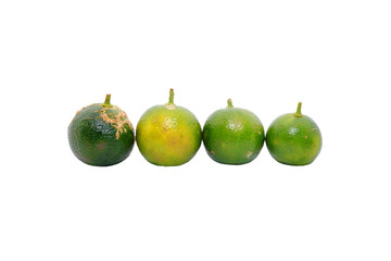 Calamondin or calamansi lime on a white background.